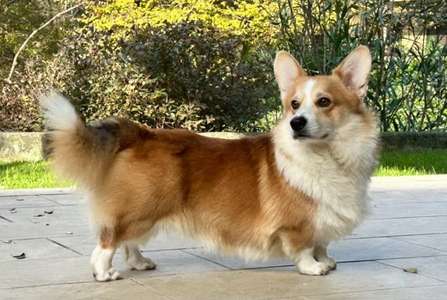 Dr. Atticus Lincoln Of Treowecorgi