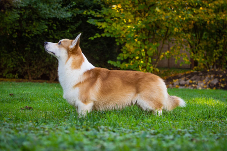 Dr. Derek Shepherd Of Treowecorgi