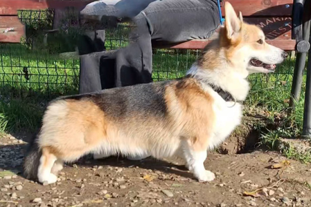 Dr. Jackson Avery Of Treowecorgi