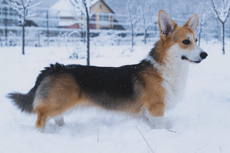 Dr. Jackson Avery of Treowecorgi