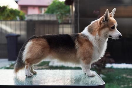 Dr. Jackson Avery of Treowecorgi