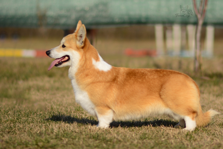 Dr. Jo Wilson Of Treowecorgi