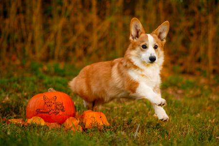 Dr. Mark Sloan Of Treowecorgi
