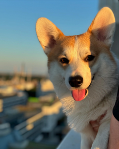 Dr. Owen Hunt Of Treowecorgi (nbt)
