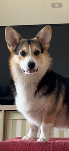 Dr. Richard Webber Of Treowecorgi (nbt)