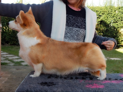 Dragonjoy Star Queen