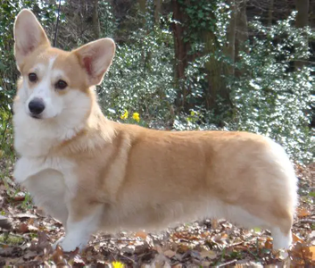 Dwynella All That Jazz