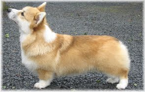 Dwynella Winning Style