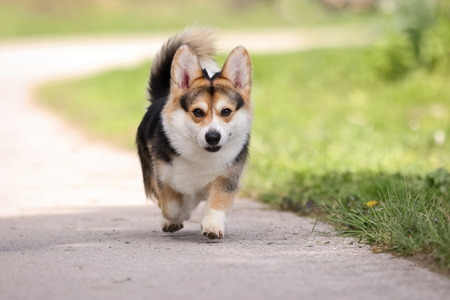 Dynamic Rhaego Spice Pems