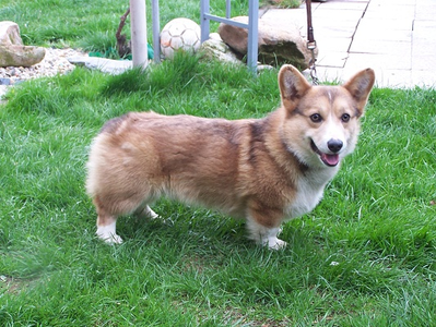 Džek King Pet