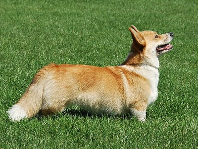 Džiny King Pet