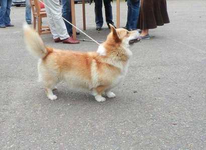 Edgar King Pet