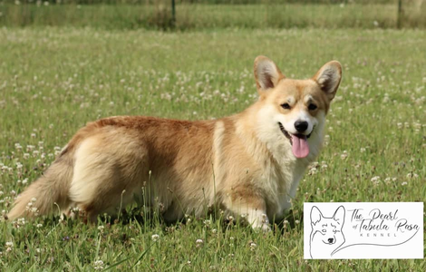 Edgar The Pearl Of Tabula Rasa Kennel