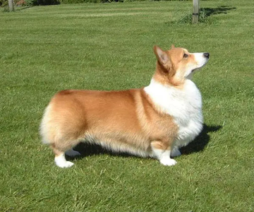 Image Broken