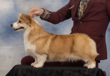 Elisabeth Highlander The Pearl Of Tabula Rasa Kennel