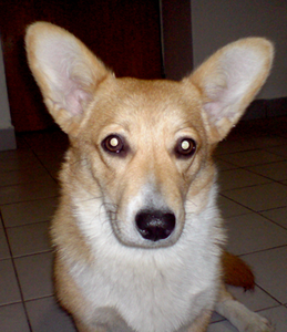 Elisha Bugi Vugi