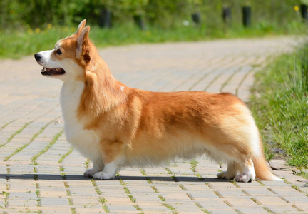 Ellhar Star Rose at Salvenik