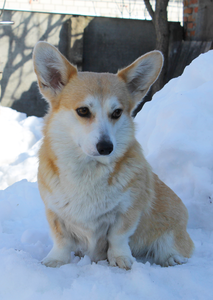 Emilia Clarke Living Emotions