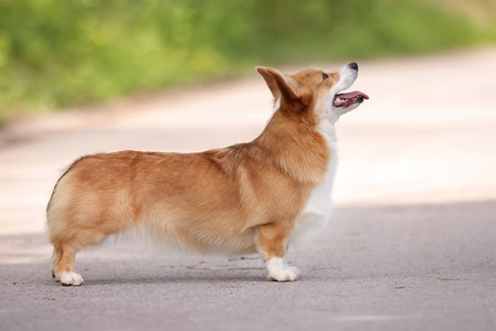 Enigmatic Ari Spice Pems