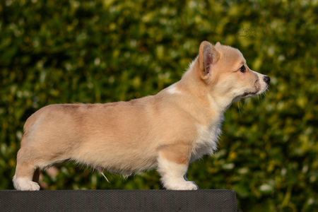 Erik the Red of Treowecorgi