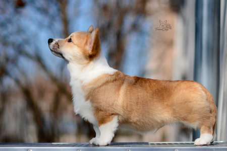Erik the Red of Treowecorgi