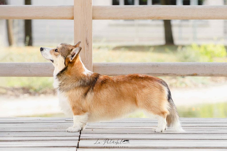 Factory of Love Forest Paws