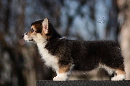 Fairy Saddle of Treowecorgi