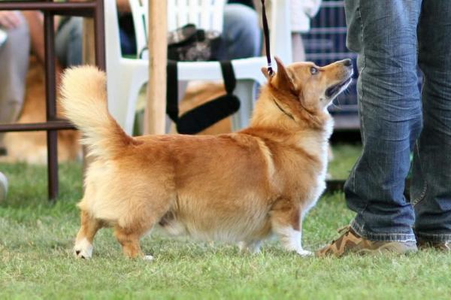 Falcon Bohemia Corgi