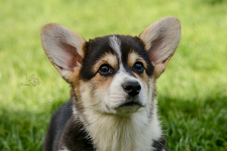 Fan Idole of Treowecorgi