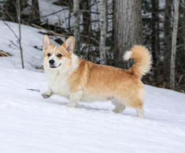 Fantastic Floyd Personifikacja