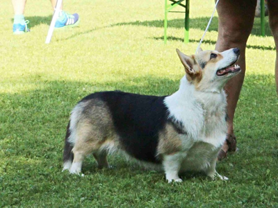 Image Broken