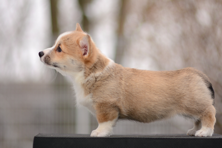 Fierce Freydis of Treowecorgi