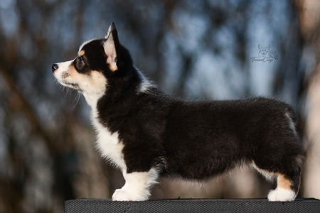 Fluttering Firefly of Treowecorgi