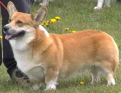 Fox Cevelob
