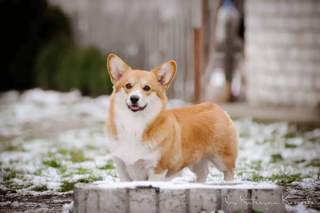 Gallaktika Z Piashchotnai Zorki