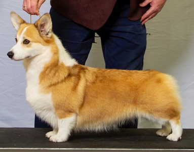 Garvins Pretty Nifty