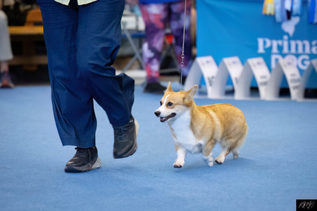 Gentle Olenna Spice Pems