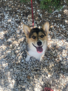 Glowing Elyn Spice Pems