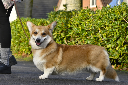 Gold Star Frenchies Daisy Ann