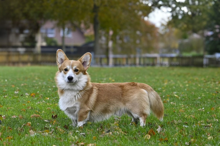 Gold Star Frenchies Finley