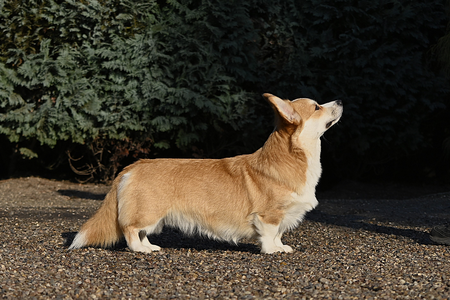 Gold Star Frenchies Franzi