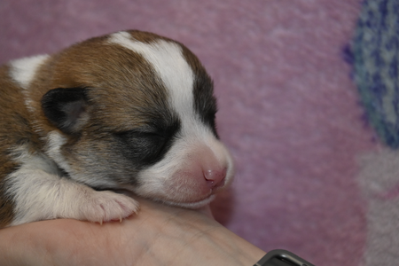 Gold Star Frenchies Jumanji