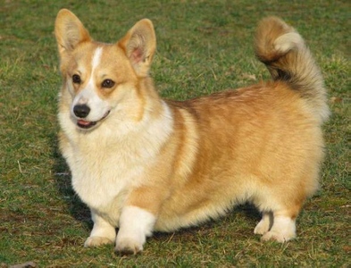 Goldie Bugi Vugi