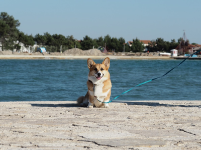 Golubaya Krov Lord Of Light