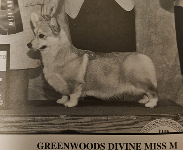 Greenwoods Divine Miss M