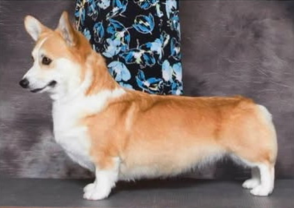 Image Broken