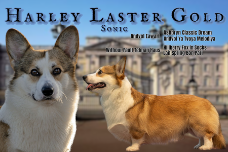 Harley Laster Gold