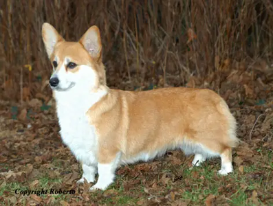 Image Broken