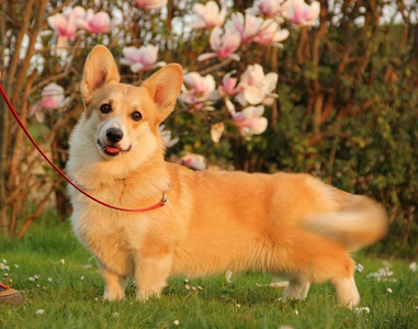 Haywire's Gabor To Corgilandia