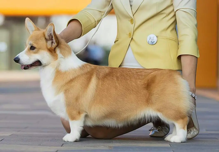 Hazelmere Fit For A Queen